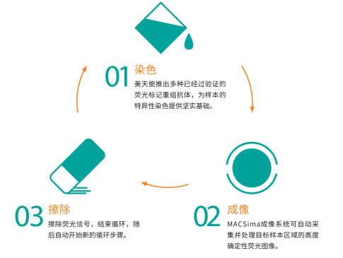 美天旎全自动空间组图谱成像分析系统