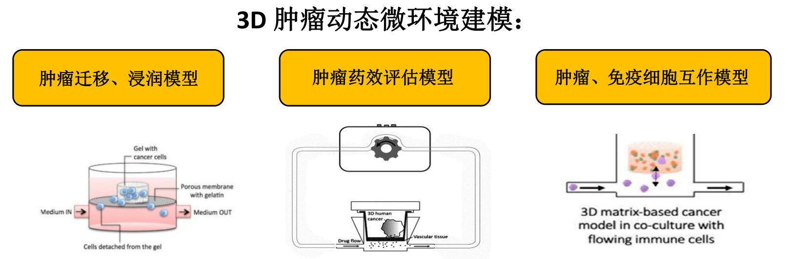 类器官芯片——肿瘤患者的试药替身